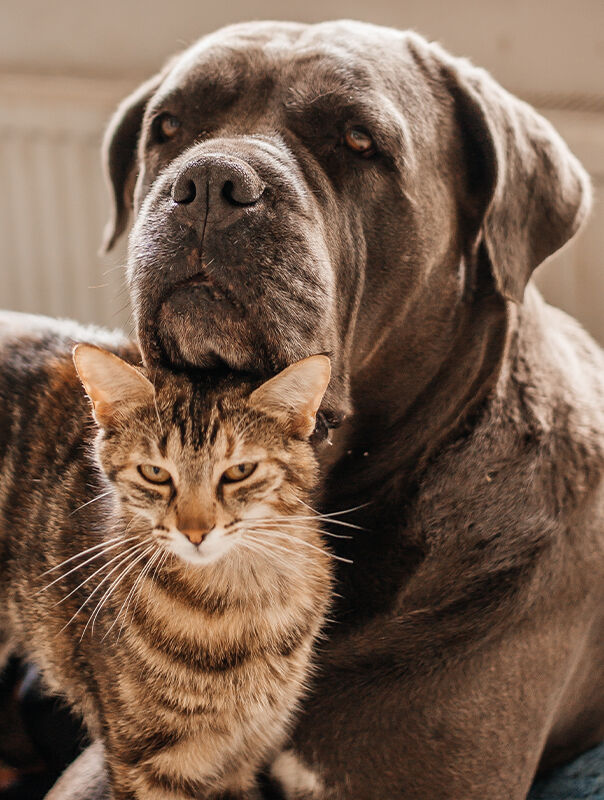 dog and cat dog and cat